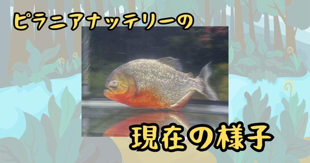 ピラニアナッテリーの現在の様子